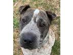 Adopt Scorpion a Brown/Chocolate Shar Pei / Mixed dog in Knoxville