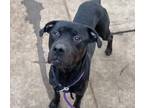 Adopt Basquait a Black Rottweiler / Mixed Breed (Medium) / Mixed dog in Benicia