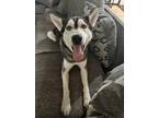 Adopt Rocky a White - with Black Husky dog in Parker, CO (37130172)