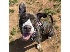 Adopt Jane a Brindle American Staffordshire Terrier / Mixed dog in Lynchburg