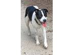 Adopt Patou a White - with Black Great Pyrenees / American Staffordshire Terrier