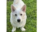 Adopt SeoHong a White Corgi / Jindo / Mixed dog in La Mirada, CA (37129206)