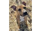 Adopt Scooby a Brown/Chocolate Terrier (Unknown Type, Small) / Mixed dog in