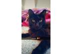 Adopt Cinderfellow a All Black Domestic Longhair / Mixed (long coat) cat in