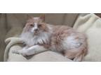 Adopt Taffy (Courtesy Post) a Cream or Ivory (Mostly) Norwegian Forest Cat (long