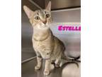 Adopt Estelle a Brown Tabby Domestic Shorthair (short coat) cat in Burlington