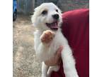 Adopt NY Gino (foster in Carmel) a White - with Tan, Yellow or Fawn Sheltie