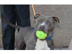 Adopt Rock a American Staffordshire Terrier