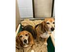 Adopt Brooke & River a Beagle