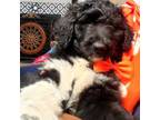 Labradoodle Puppy for sale in Saluda, SC, USA