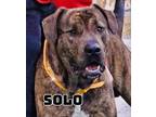 Adopt Solo a Mastiff, Plott Hound