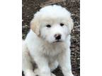 Adopt Surplus of the Leftovers Litter DFW a Great Pyrenees