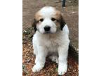 Adopt Scraps of the Leftovers Litter a Great Pyrenees