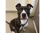 Adopt Jane a American Staffordshire Terrier