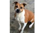 Adopt Lady a Pit Bull Terrier, Hound