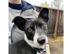 Miki, Rat Terrier For Adoption In Pleasanton, California