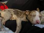 Adopt Rousey a Catahoula Leopard Dog