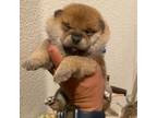Shiba Inu Puppy for sale in Alameda, CA, USA