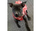 Adopt Chevelle a Pit Bull Terrier