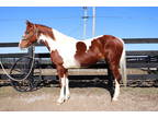Fancy Andalusian Paint Crossbred Mare, Shown by Youth, English and Western