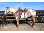 Fancy Colored, Well Broke Red Roan Overo Paint Mare, Runs Barrels, Ranch, Show