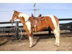 Flashy and Nice Moving Dun & White Tobiano Paint Mare, Trail Ridden by Teens