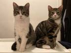 Adopt Sparky (and Skippy) a Domestic Short Hair