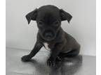 Chiweenie PUPPY FOR SALE ADN-542408 - Chiweenie puppies
