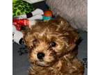 Maltipoo Puppy for sale in Bronx, NY, USA