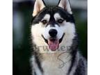 Siberian Husky Puppy for sale in Maryville, MO, USA