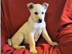 Adopt PUPPY LOKI a White Husky / Mixed dog in Spring Valley, NY (37145830)