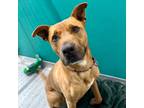 Adopt Conway a Mixed Breed (Medium) dog in Yankton, SD (37148285)