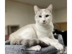 Adopt Pearl a Cream or Ivory (Mostly) Domestic Shorthair (short coat) cat in