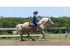 DUSTY- 7 years Old Palomino AQHA Gelding For Sale.