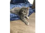 Adopt Stray Cat a Gray, Blue or Silver Tabby American Shorthair / Mixed cat in