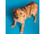 Adopt Ilana a Merle Australian Shepherd / German Shepherd Dog / Mixed dog in