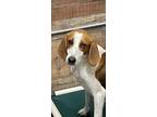 Adopt MAGGIE a Tricolor (Tan/Brown & Black & White) Foxhound / Mixed dog in