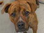 Adopt RUTABAGA a Brown/Chocolate Pit Bull Terrier / Mixed dog in Denver