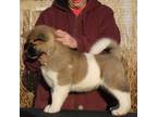 Akita Puppy for sale in Wright City, MO, USA