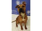 Adopt WILLIAM a Brown/Chocolate - with White Bull Terrier / Mixed dog in Akron