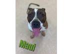 Adopt MAUI a Brindle - with White American Pit Bull Terrier / Mixed dog in