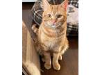 Adopt Benny a Orange or Red Tabby Domestic Shorthair (short coat) cat in