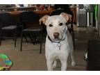 Adopt Noelle a Tan/Yellow/Fawn Labrador Retriever / Mixed dog in Salt Lake City