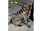 Adopt Chase a Chesapeake Bay Retriever / Mixed dog in Cambridge, MD (37144906)