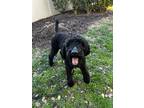 Adopt Evie a Black Poodle (Standard) / Mixed dog in Windsor, VA (37144840)