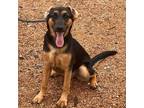 Adopt Roxy Dea JuM a Black Beagle / Mixed Breed (Medium) / Mixed dog in