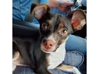 Adopt Luna TC* a Black Beagle / Rat Terrier / Mixed dog in Wyethville
