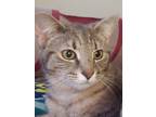 Adopt Ozuna a Domestic Shorthair / Mixed (short coat) cat in Clinton