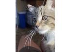 Adopt Aspen a Gray or Blue (Mostly) Domestic Shorthair / Mixed (short coat) cat