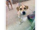 Adopt Xyla a Tan/Yellow/Fawn - with White Greyhound / Labradoodle dog in Chula